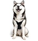 PRODOGG™ ANTI-ANXIETY COMPRESSION SHIRT FOR 3XL-5XL 159101C, Baton Rouge, Louisiana, LA