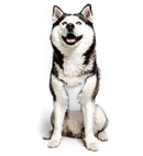 PRODOGG™ ANTI-ANXIETY COMPRESSION SHIRT FOR 3XL-5XL 159101C, Topeka, Kansas, KS