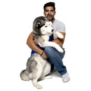 PRODOGG™ ANTI-ANXIETY COMPRESSION SHIRT FOR 3XL-5XL 159101C, Kingsport, Tennessee, TN