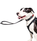PRODOGG™ Dual Handle Nylon Leash 195202, Carlsbad, New Mexico, NM