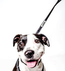 PRODOGG™ Dual Handle Nylon Leash 195202, Colorado Springs, Colorado, CO